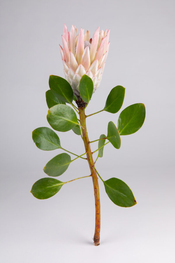 Protea King Pink