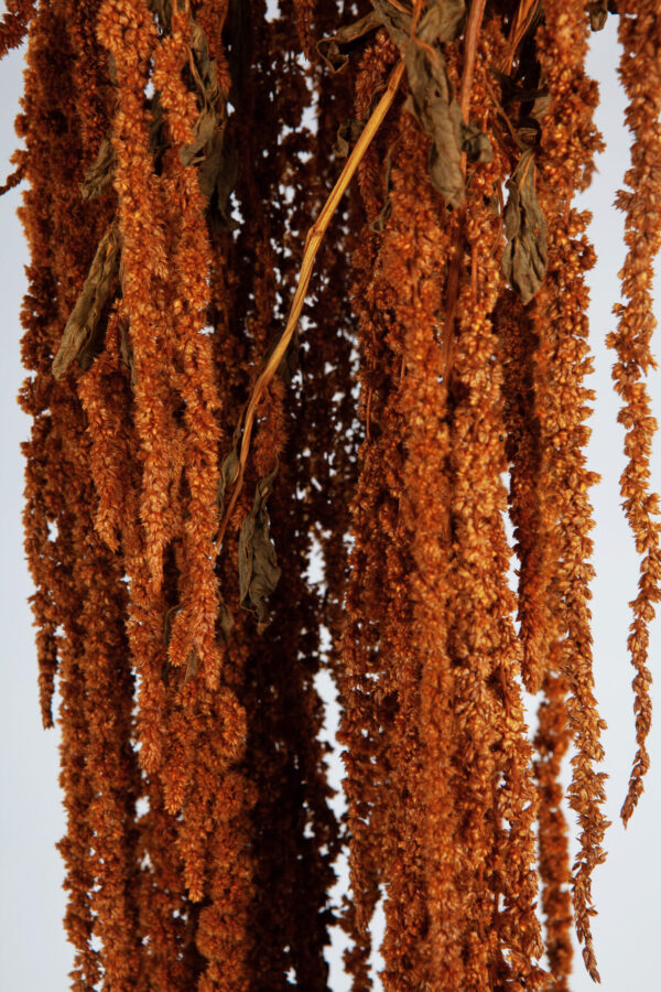 Amaranthus Hanging Dry Bronze