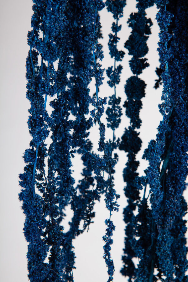 Amaranthus Hanging Dry Dark Blue