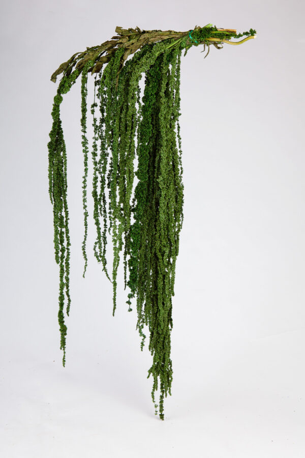 Amaranthus Hanging Dry Green
