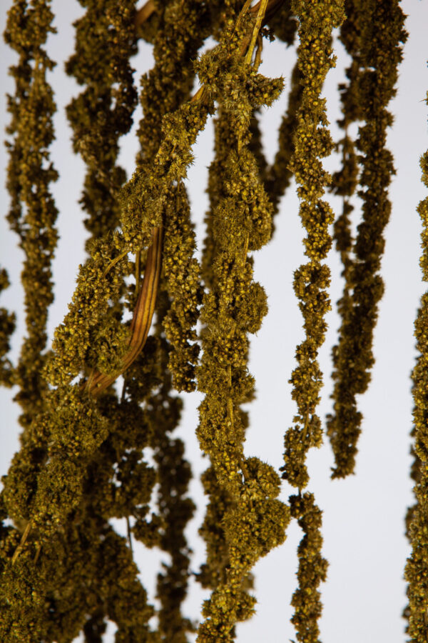 Amaranthus Hanging Dry Moss Green