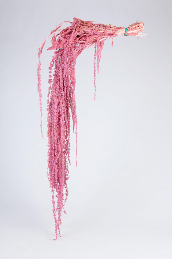 Amaranthus Hanging Dry Pink