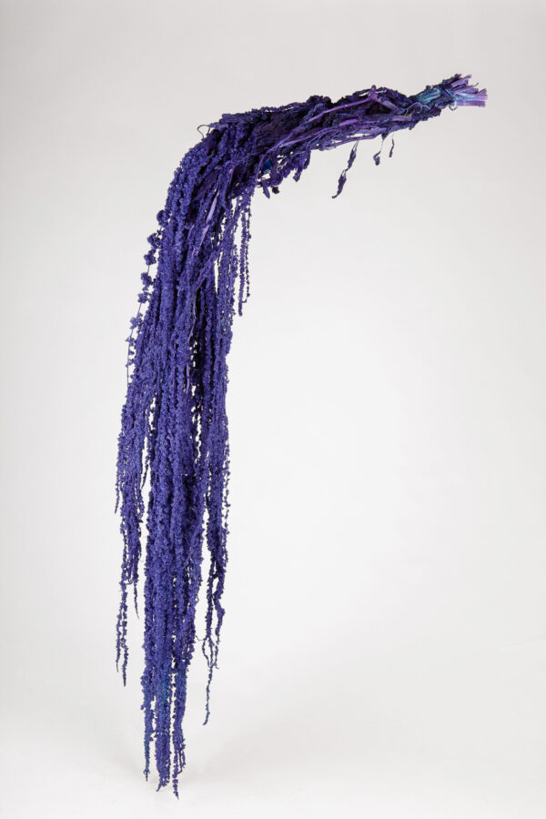 Amaranthus Hanging Dry Violet