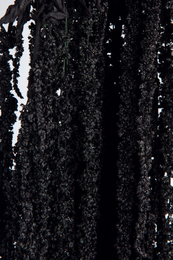 Amaranthus Hanging Preserved Black