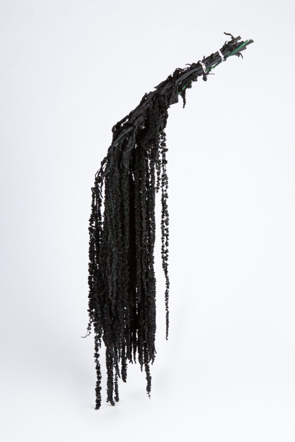 Amaranthus Hanging Preserved Black
