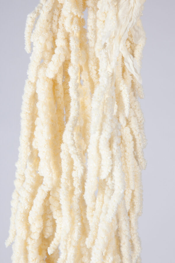 Amaranthus Hanging Preserved Bleached