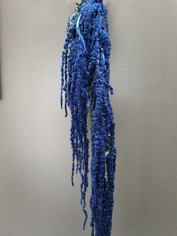 Amaranthus Hanging Preserved Blue