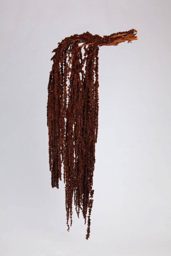 Amaranthus Hanging Preserved Chocolate