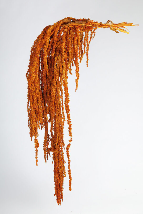 Amaranthus Hanging Preserved Dark Orange