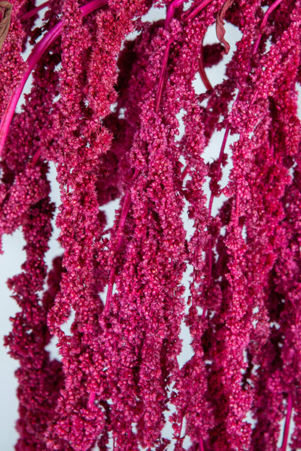 Amaranthus Hanging Preserved Dark Pink