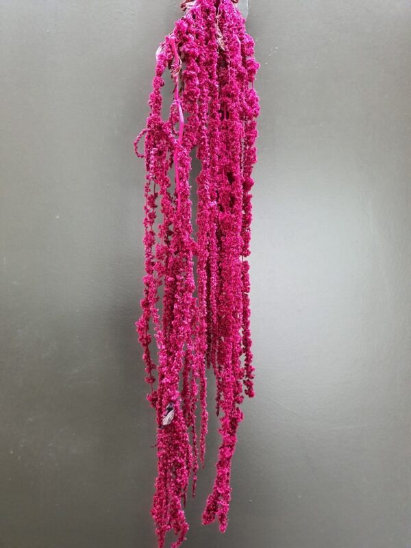 Amaranthus Hanging Preserved Dark Pink