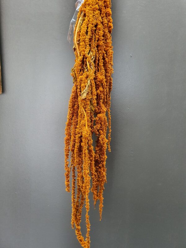 Amaranthus Hanging Preserved Orange