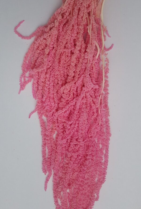 Amaranthus Hanging Preserved Pink