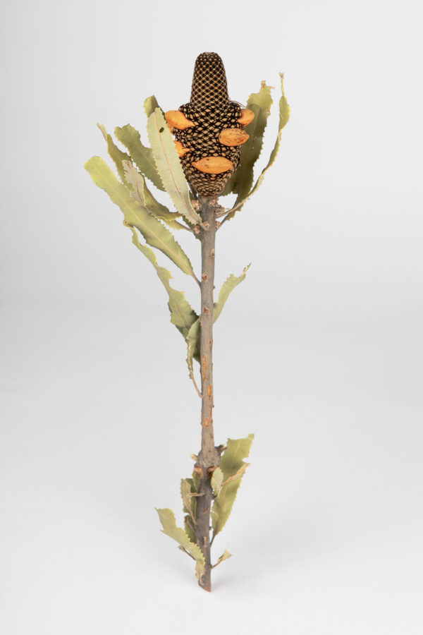 Banksia Menziesii Cones Tinted Apricot