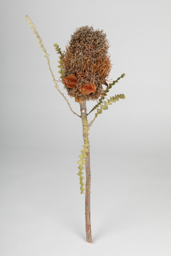 Banksia Speciosa Cones Tinted Apricot