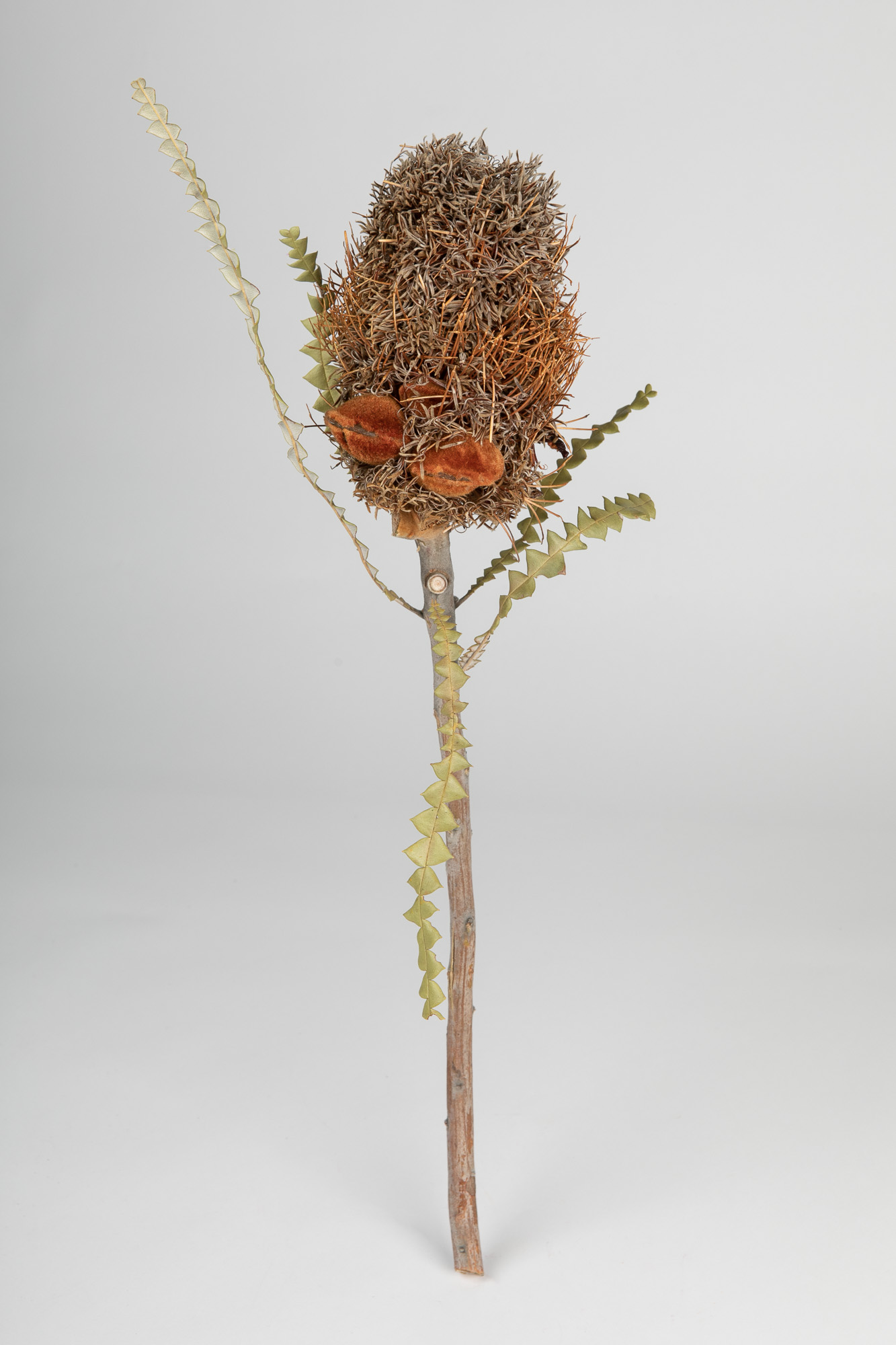 Banksia Speciosa Cones Tinted Apricot – WAFEX