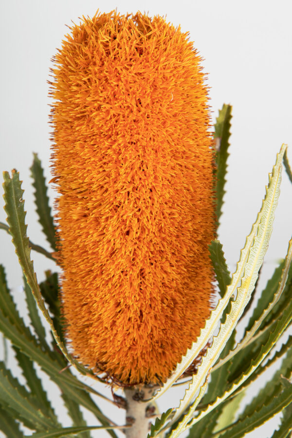 Banksia Attenuata Fluffy Tinted Apricot