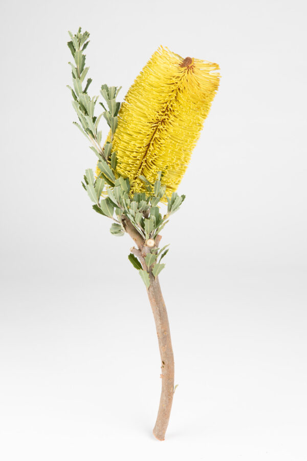 Banksia Praemorsa Yellow