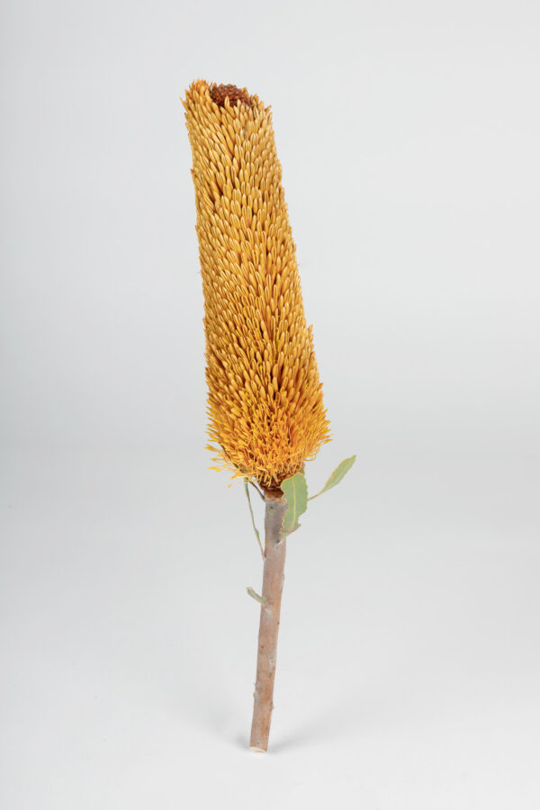 Banksia Sceptrum Candles Tinted Apricot