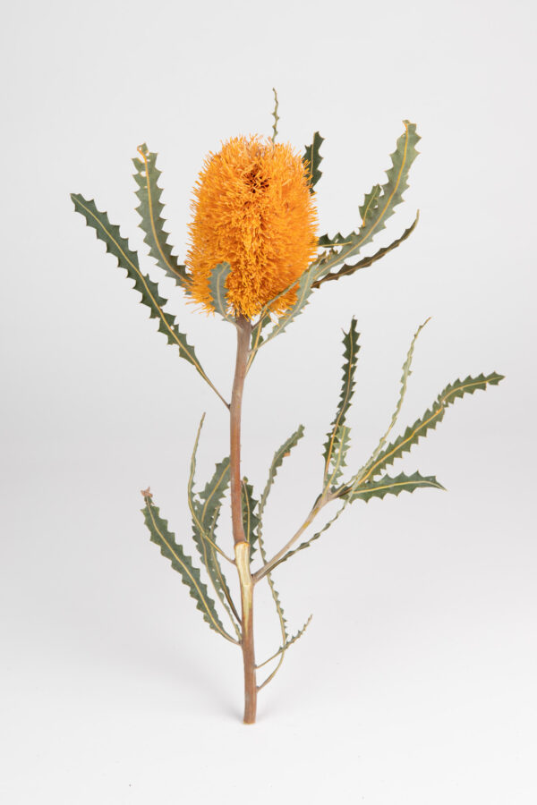 Banksia Ashbyi