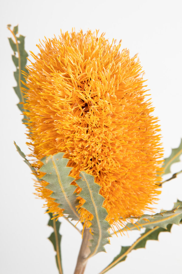 Banksia Ashbyi