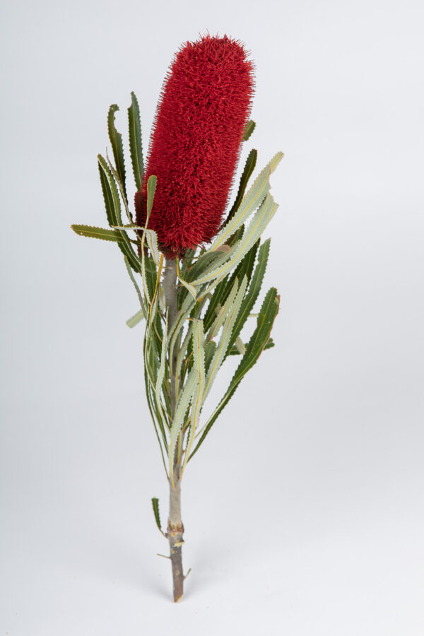 Banksia Attenuata Fluffy Tinted Red
