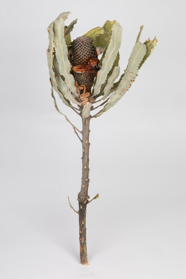 Banksia Menziesii Cones