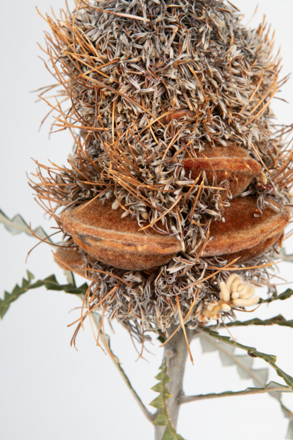 Banksia Speciosa Cone Hairy