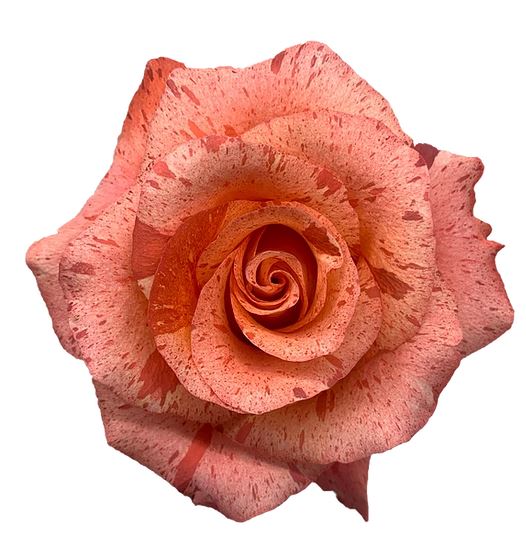Rose Bengala