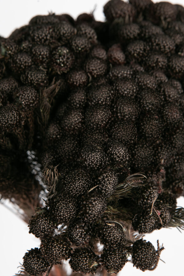 Brunia Albiflora Dry Tinted Black