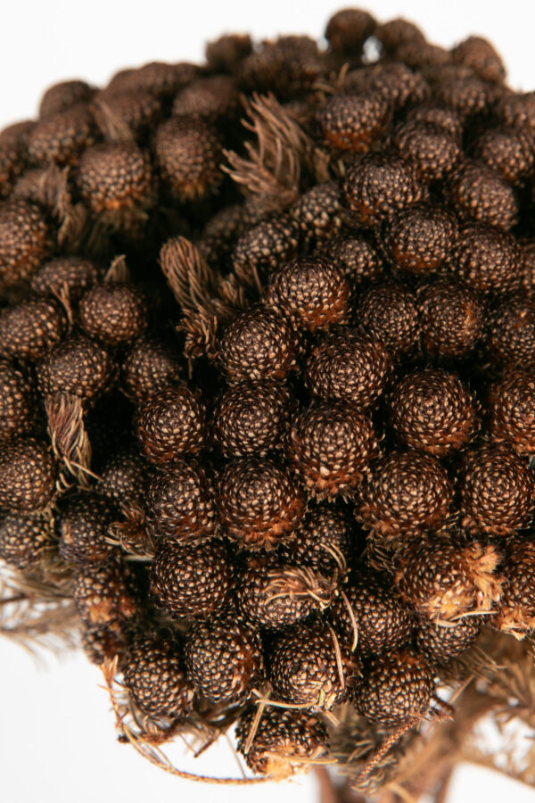 Brunia Albiflora Dry Tinted Brown
