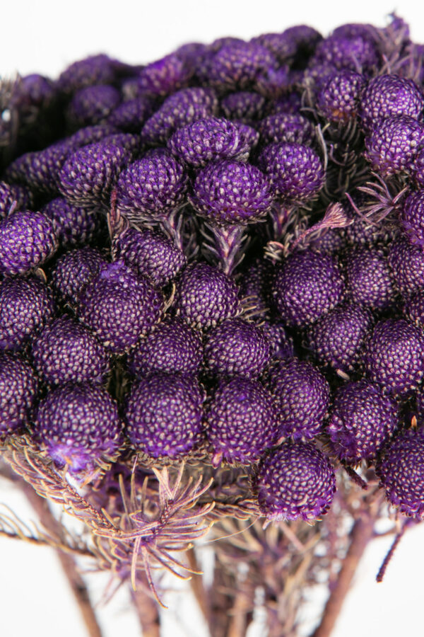 Brunia Albiflora Dry Tinted Dark Purple