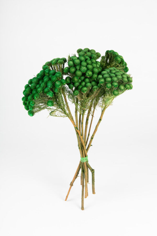 Brunia Albiflora Dry Tinted Green
