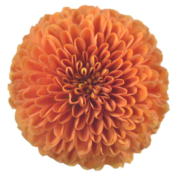Chrysanthemum Calimero Orange