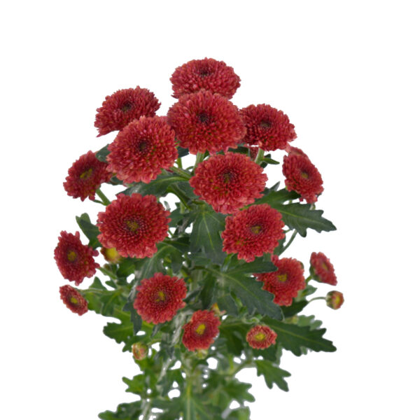 Chrysanthemum Calimero Red