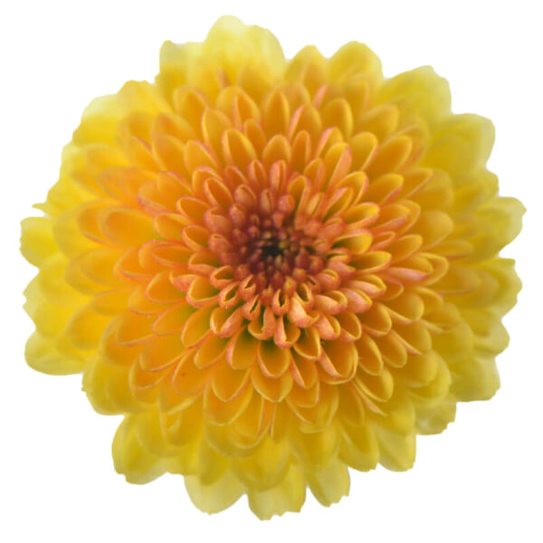 Chrysanthemum Calimero Shiny