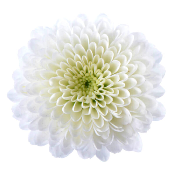 Chrysanthemum Calimero Snow