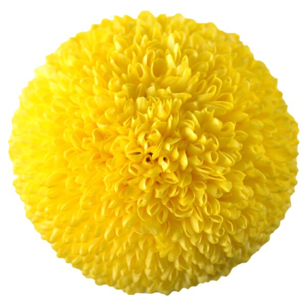 Chrysanthemum Ping Pong Golden