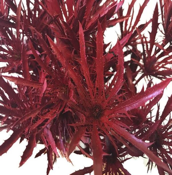 Eryngium Alpinum Tinted Red