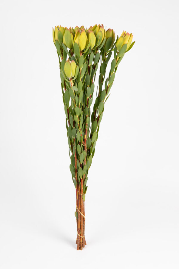 Leucadendron Discolor Female Green Single