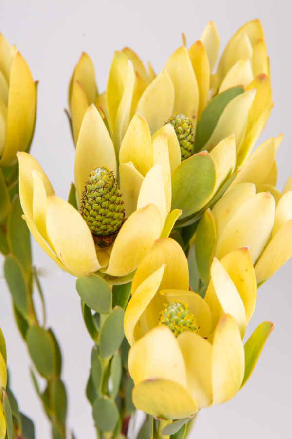 Leucadendron Discolor Female Yellow Single