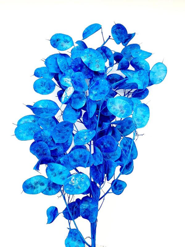 Lunaria Preserved Blue