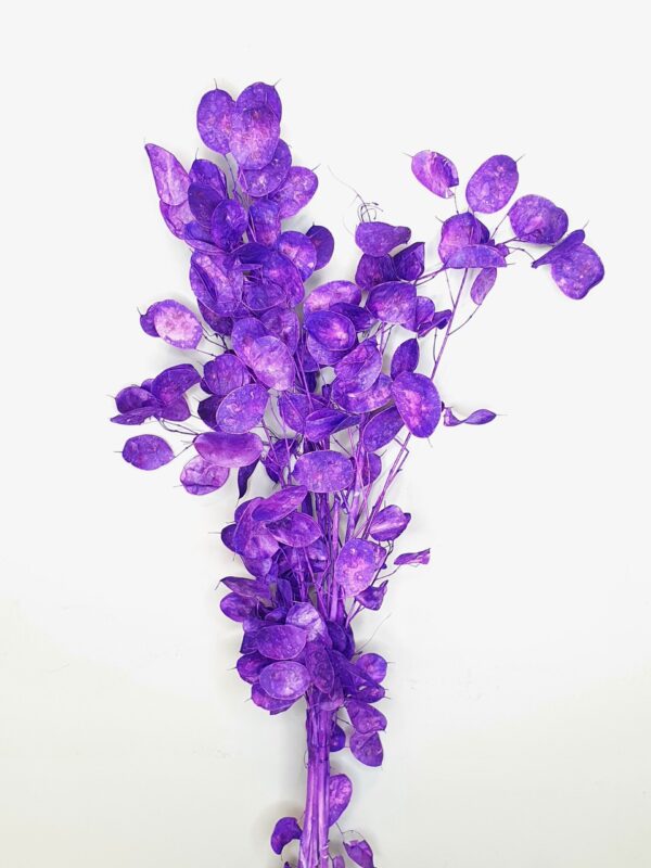 Lunaria Preserved Purple