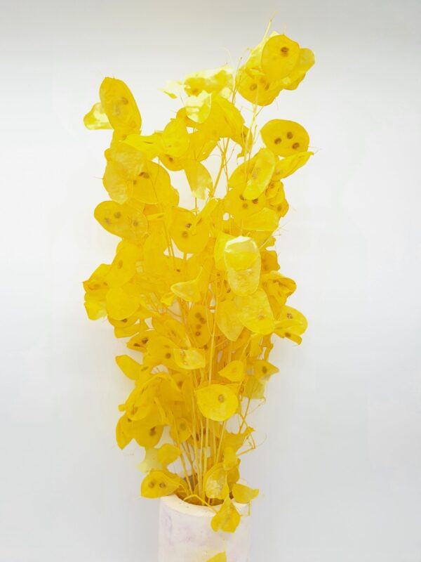 Lunaria Preserved Yellow