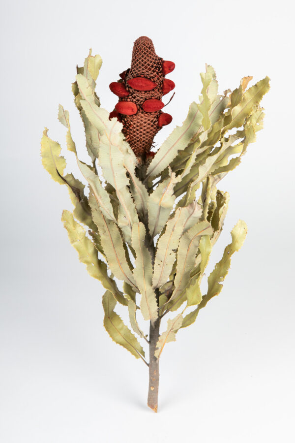 Banksia Menziesii Cones Tinted Red