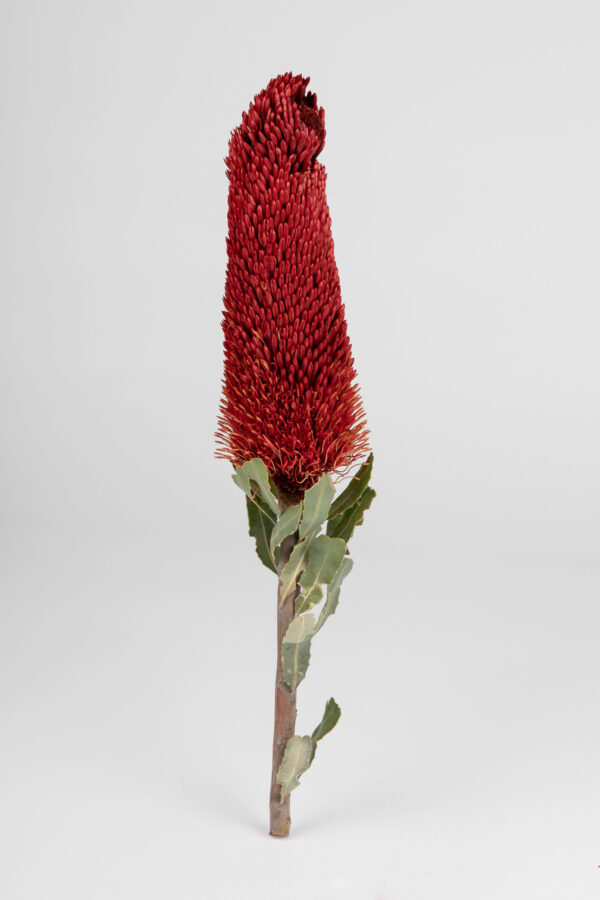 Banksia Sceptrum Candle Red