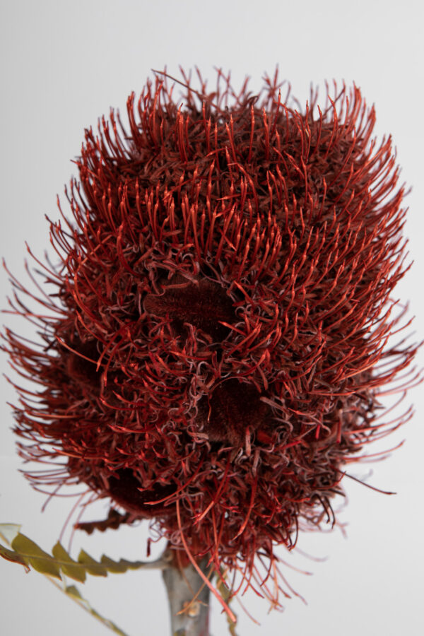 Banksia Speciosa Cones Tinted Red