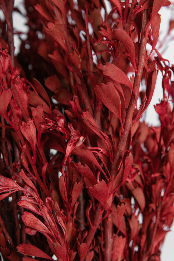 Templetonia Retusa Tinted Red