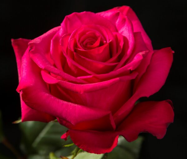 Rose Roseberry