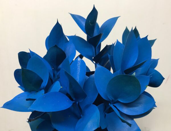 Ruscus Israeli Painted Blue